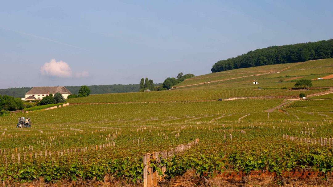 Vineyards on the Corton hill-slope in Burgundy
