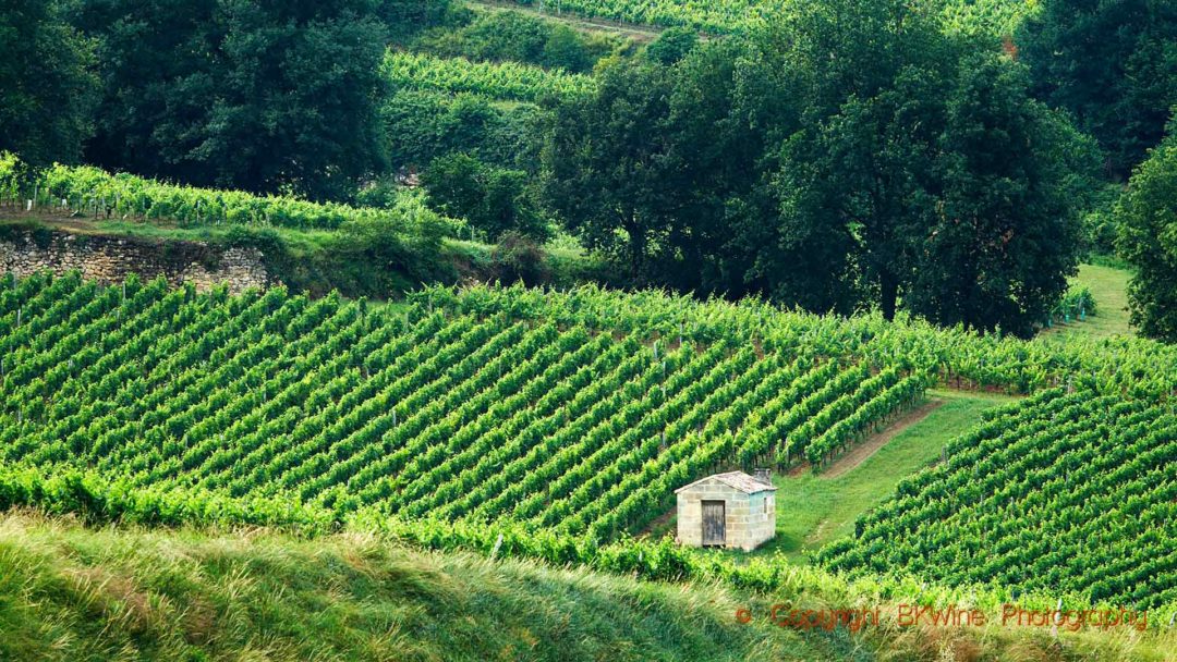 Vineyards on a hill-slope in Bordeaux