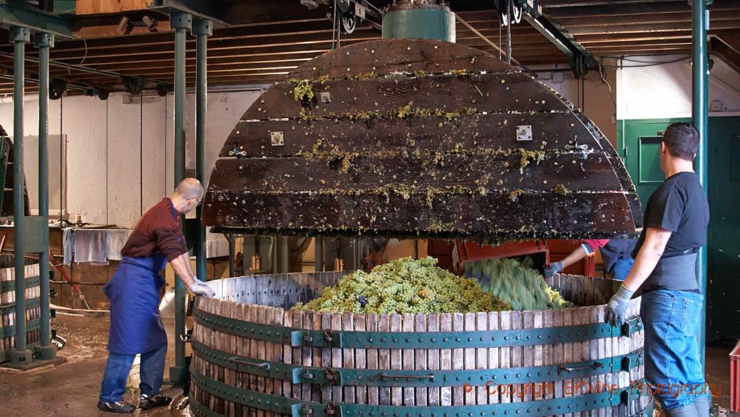 Chardonnay in a traditional press in Champagne