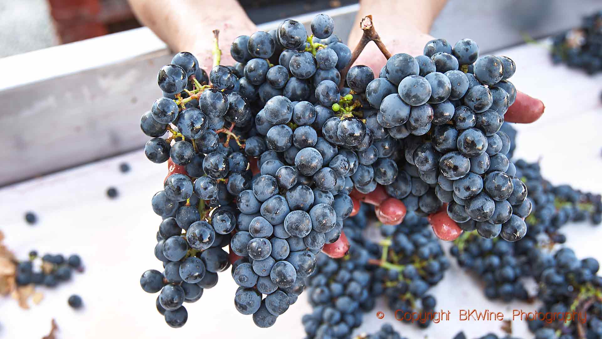 Grapes in from harvest in Medoc