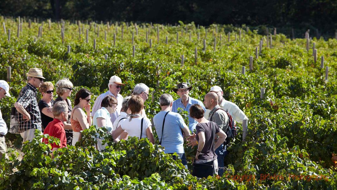 Visiting the a vineyard in Franschhoek, South Africa