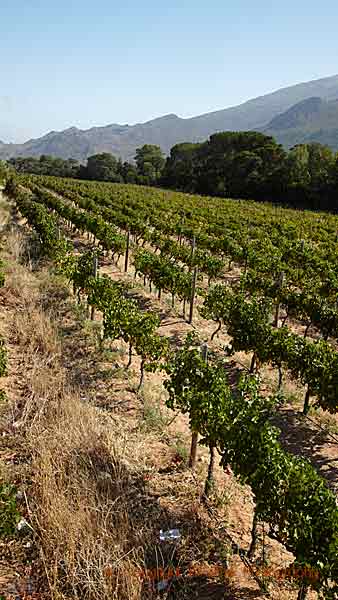 Merlot vineyards in Franschhoek