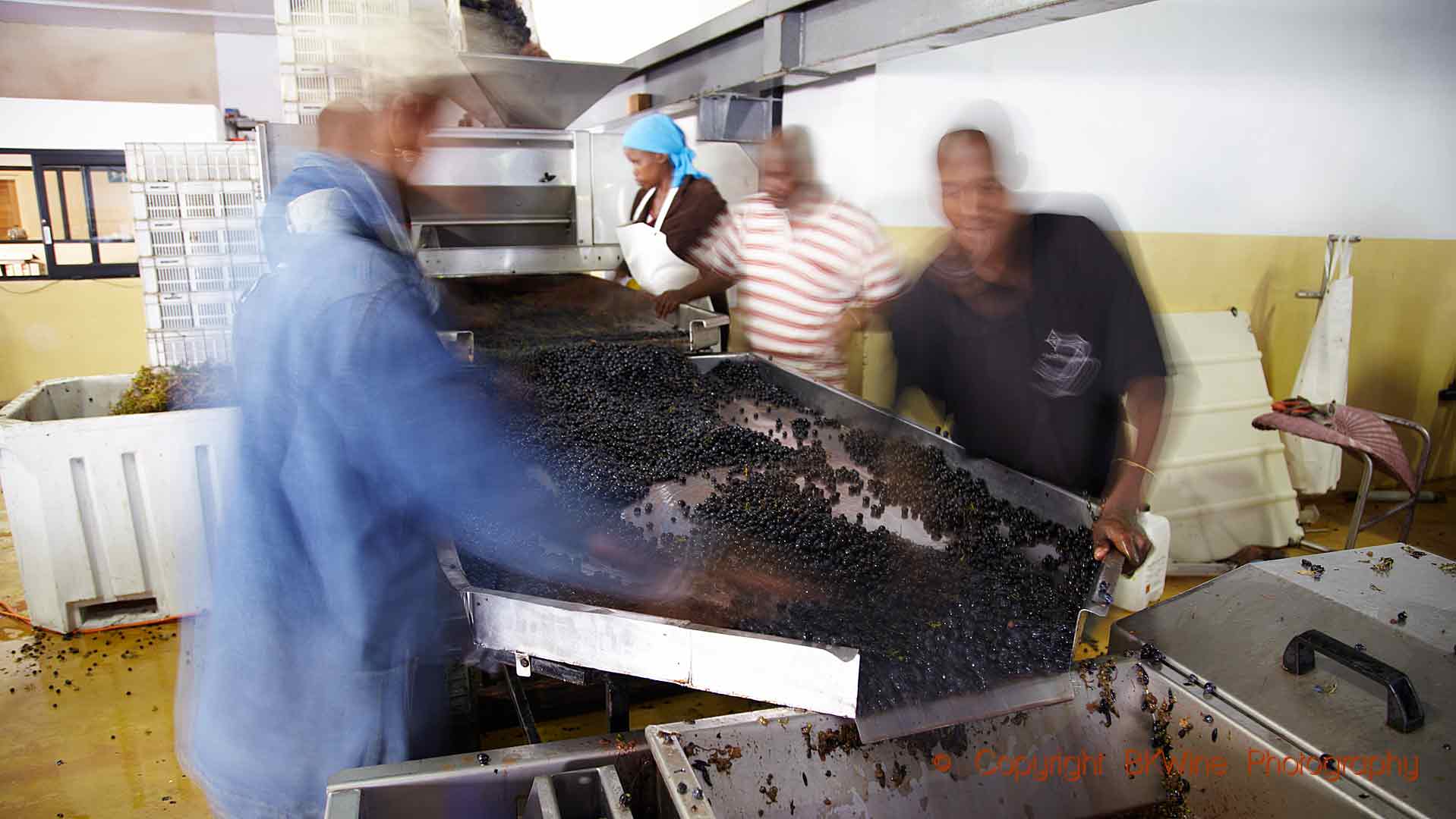 Sorting grapes in from harvest in Stellenbosch, South Africa