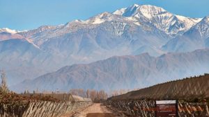 Vineyards and one of the Andes peaks in Mendoza, Argentina