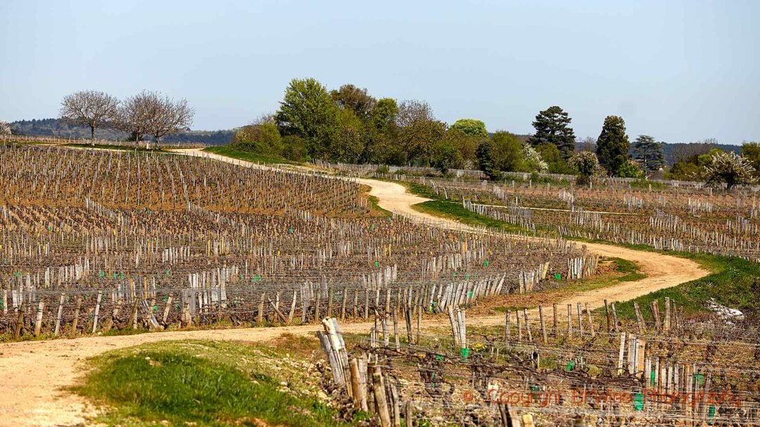 A road winding through the vineyards in Fixin in Burgundy