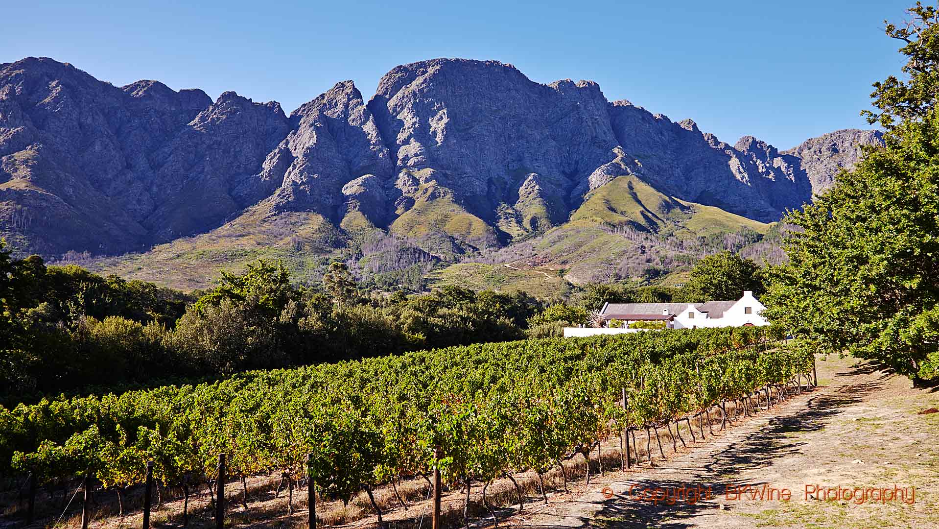 Vineyards and a winery at the foot of a mountain in Franschhoek, South Africa