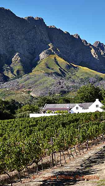 A winery and vineyards below a mountain, Franschhoek