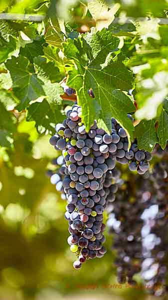 Almost ripe grapes in Mendoza, Argentina