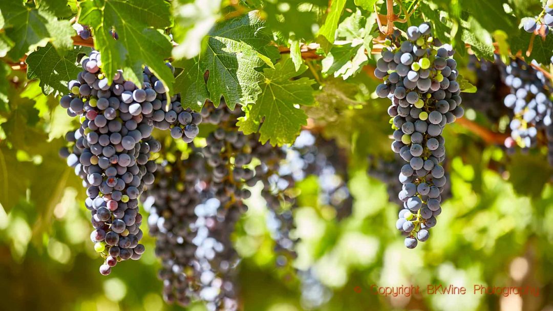 Almost ripe grapes in Mendoza, Argentina