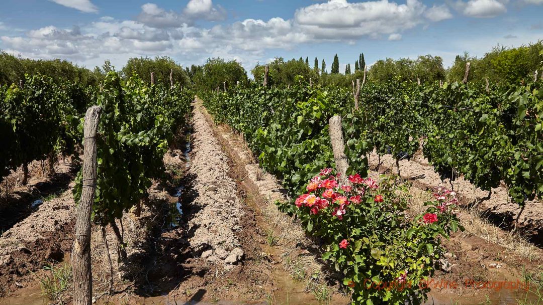 A vineyard being irrigated in Mendoza, Argentina