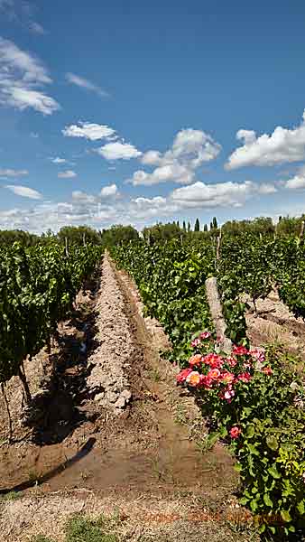 A vineyard being irrigated in Mendoza, Argentina