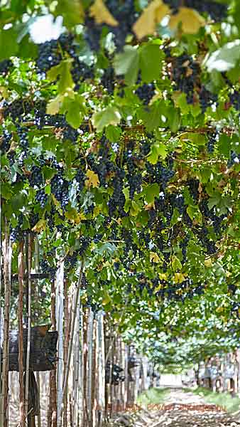 Ripe grapes hanging in a pergola, Mendoza, Argentina