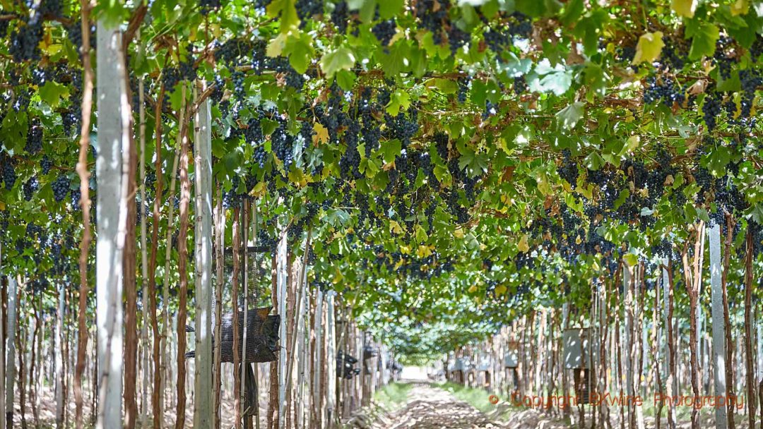 Ripe grapes hanging in a pergola, Mendoza, Argentina