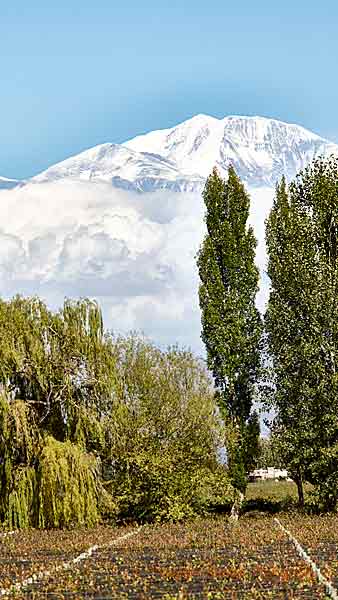 A view from a Mendoza winery over vineyards and the Andes