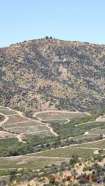 Vineyards on a mountain slope in Colchagua, Chile