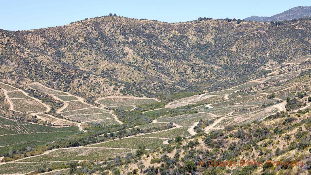 Vineyards on a mountain slope in Colchagua, Chile