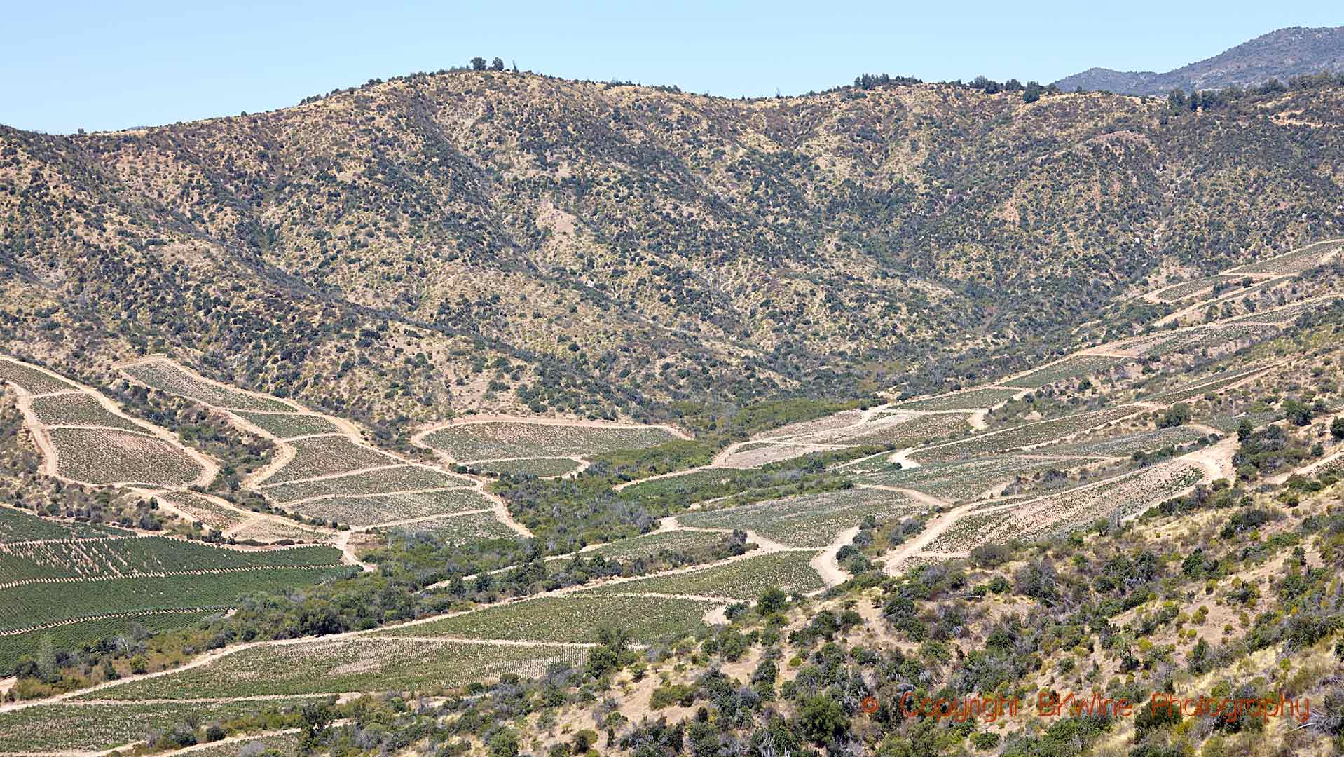 Vineyards on a mountain slope in Colchagua, Chile