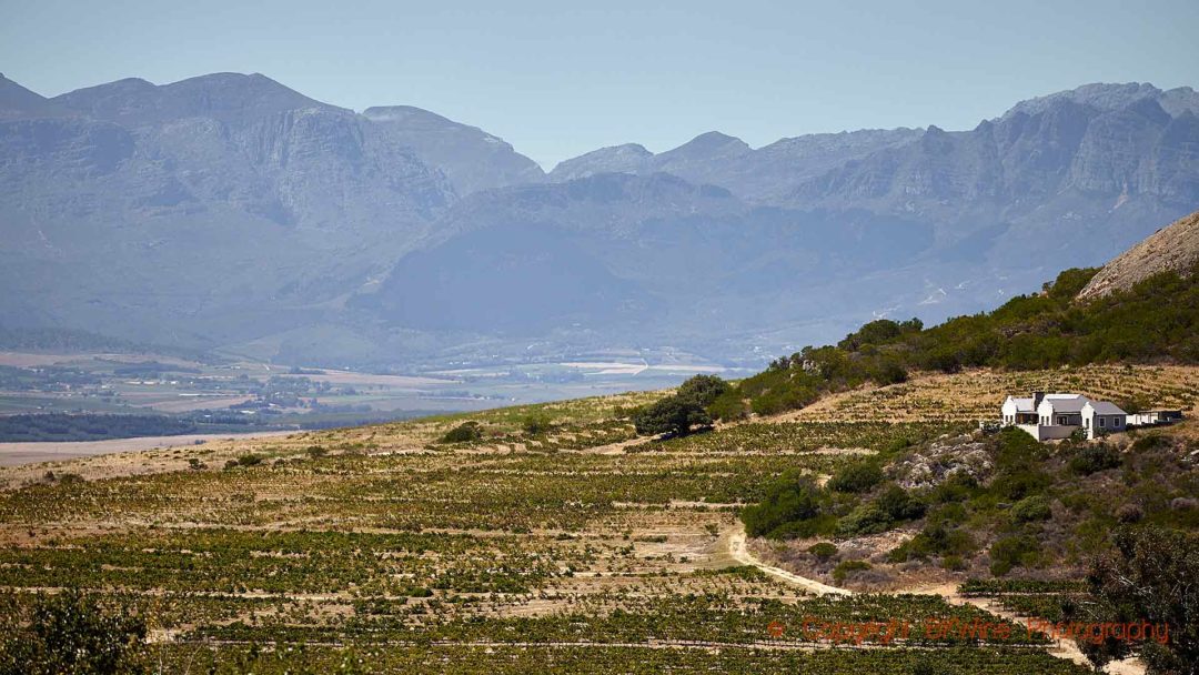 Vineyards and a winery in hot and sunny Swartland, South Africa