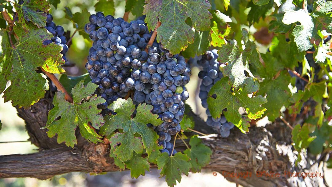 Ripe grapes just before harvest, Stellenbosch, South Africa