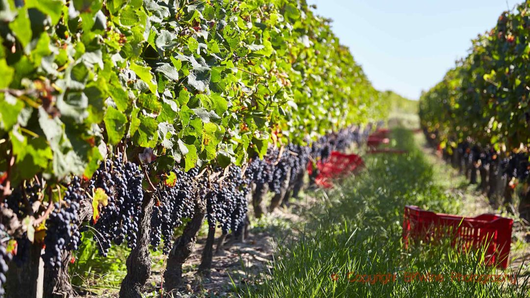 Grapes ready for harvest in Bordeaux