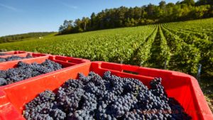 Pinot noir harvested in a vineyard in Champagne
