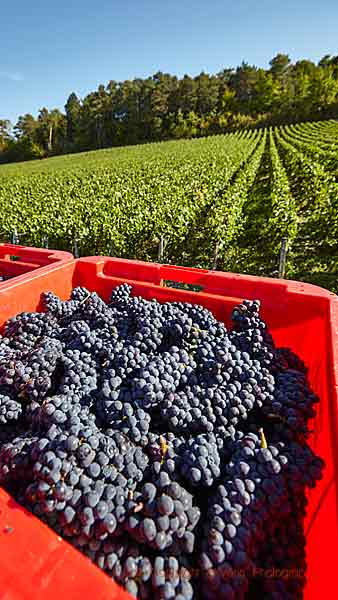 Pinot noir harvested in a vineyard in Champagne