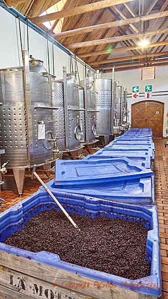 Fermenting syrah in a winery