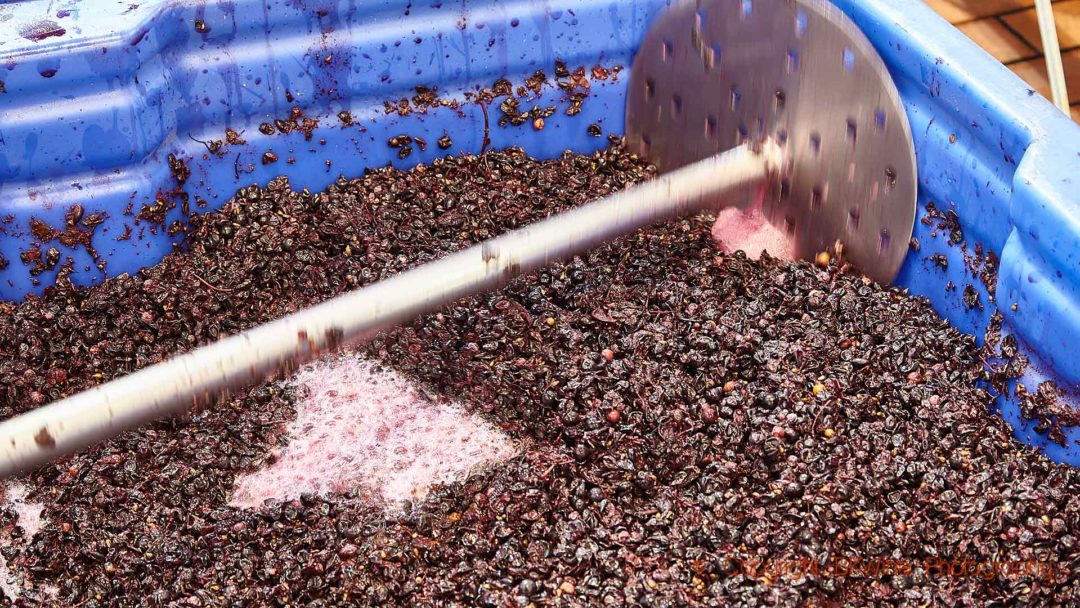 Fermenting grapes in Franschhoek, South Africa