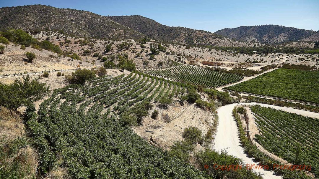 Vineyards in Casablanca in Chile