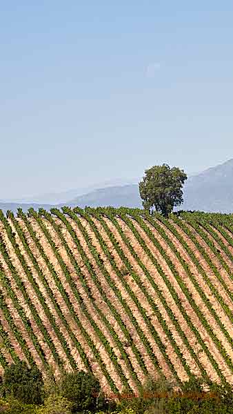 Vineyards on a mountain slope in Colchagua, Chile