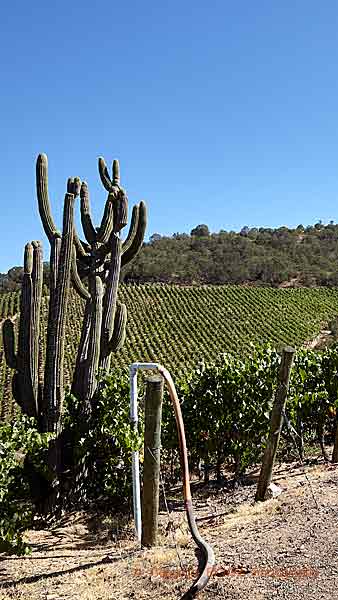 An intruder in the vineyard in Colchagua, Chile