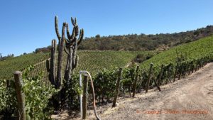 An intruder in the vineyard in Colchagua, Chile