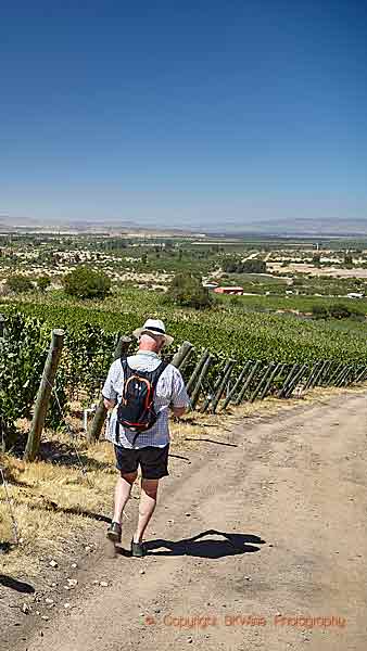 Walking down the slope in a vineyard in Colchagua, Chile, copyright BKWine Photography