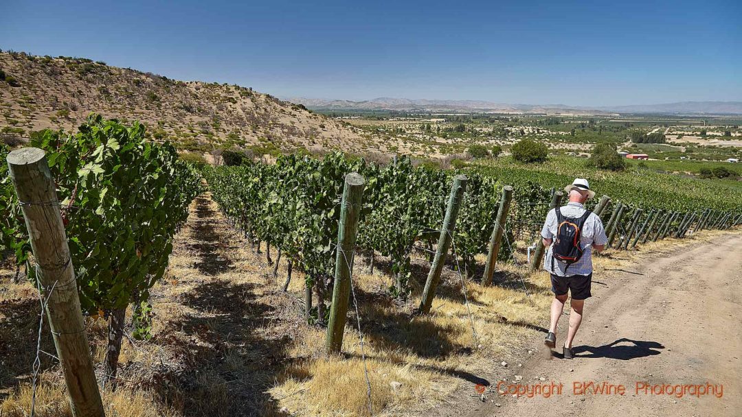 Walking down the slope in a vineyard in Colchagua, Chile