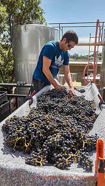 Harvest on the Waiheke Island in the Auckland Bay