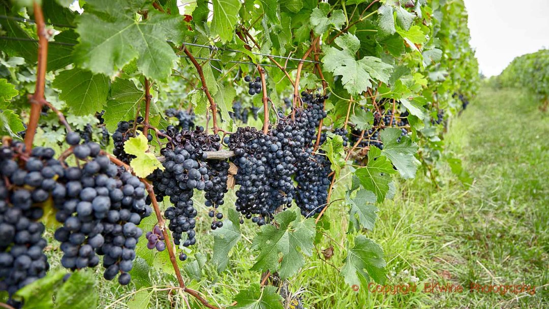 Pinot noir ready for harvest in Hawke's Bay
