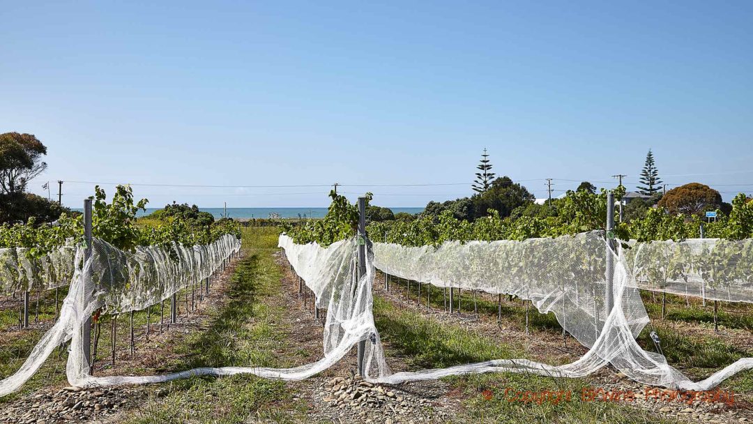 Many vineyards are protected by nets from birds