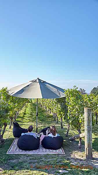 Enjoying the view from the vineyards in Hawke's Bay