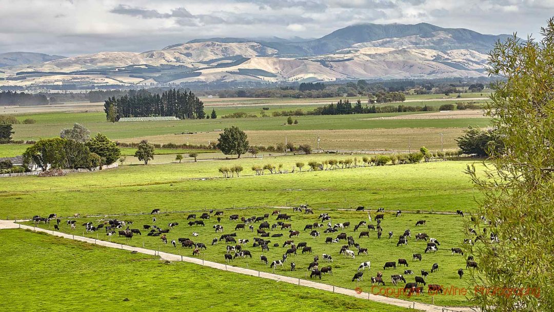 New Zealand has a lot of sheep but also a lot of cows