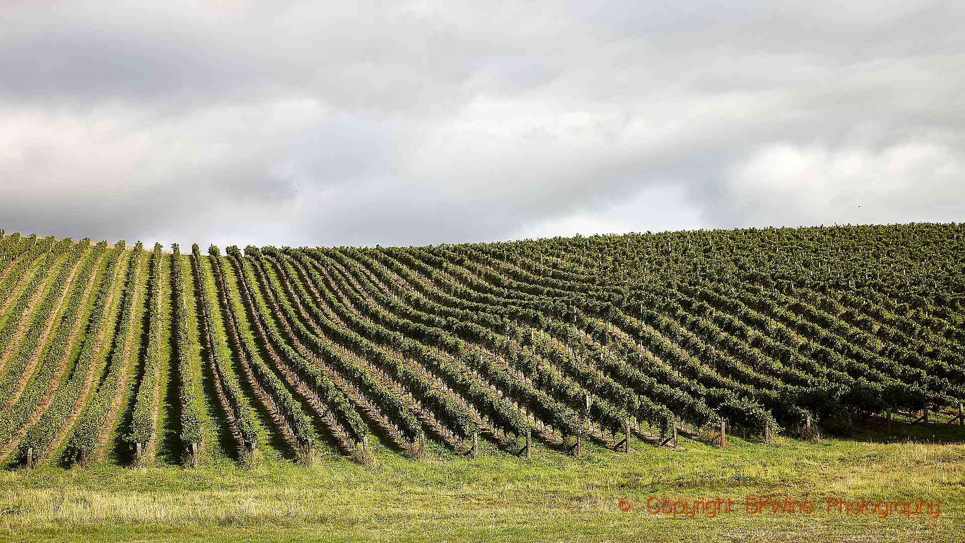 Sauvignon blanc vines in a vineyard in Marlborough