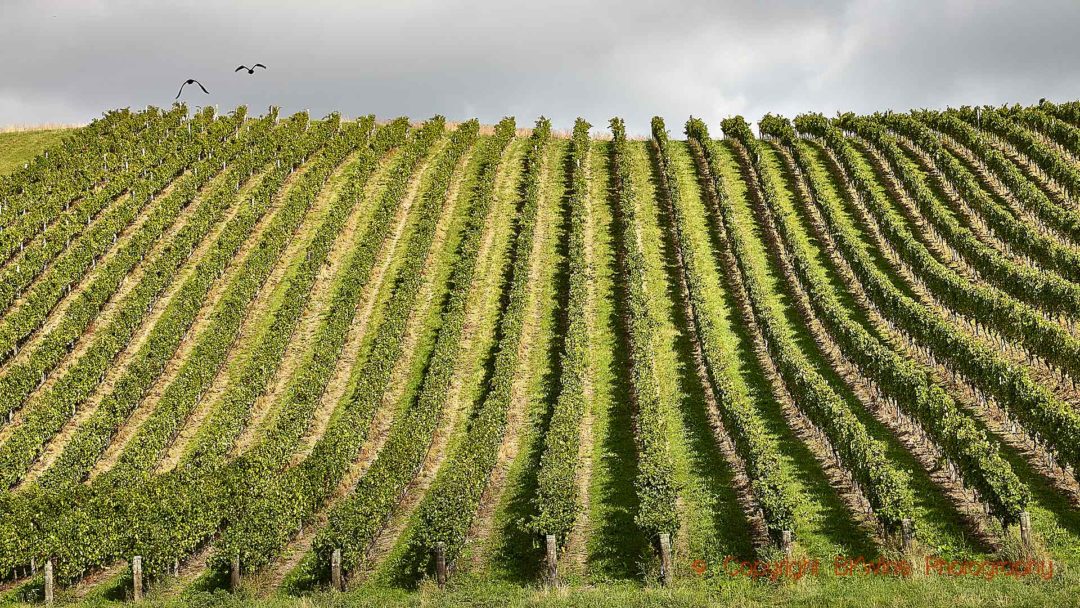 Sauvignon blanc vineyards in Marlborough