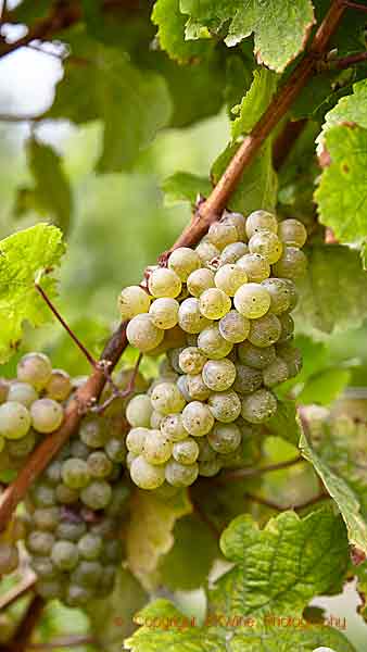 Riesling, almost ripe in Central Otago, New Zealand