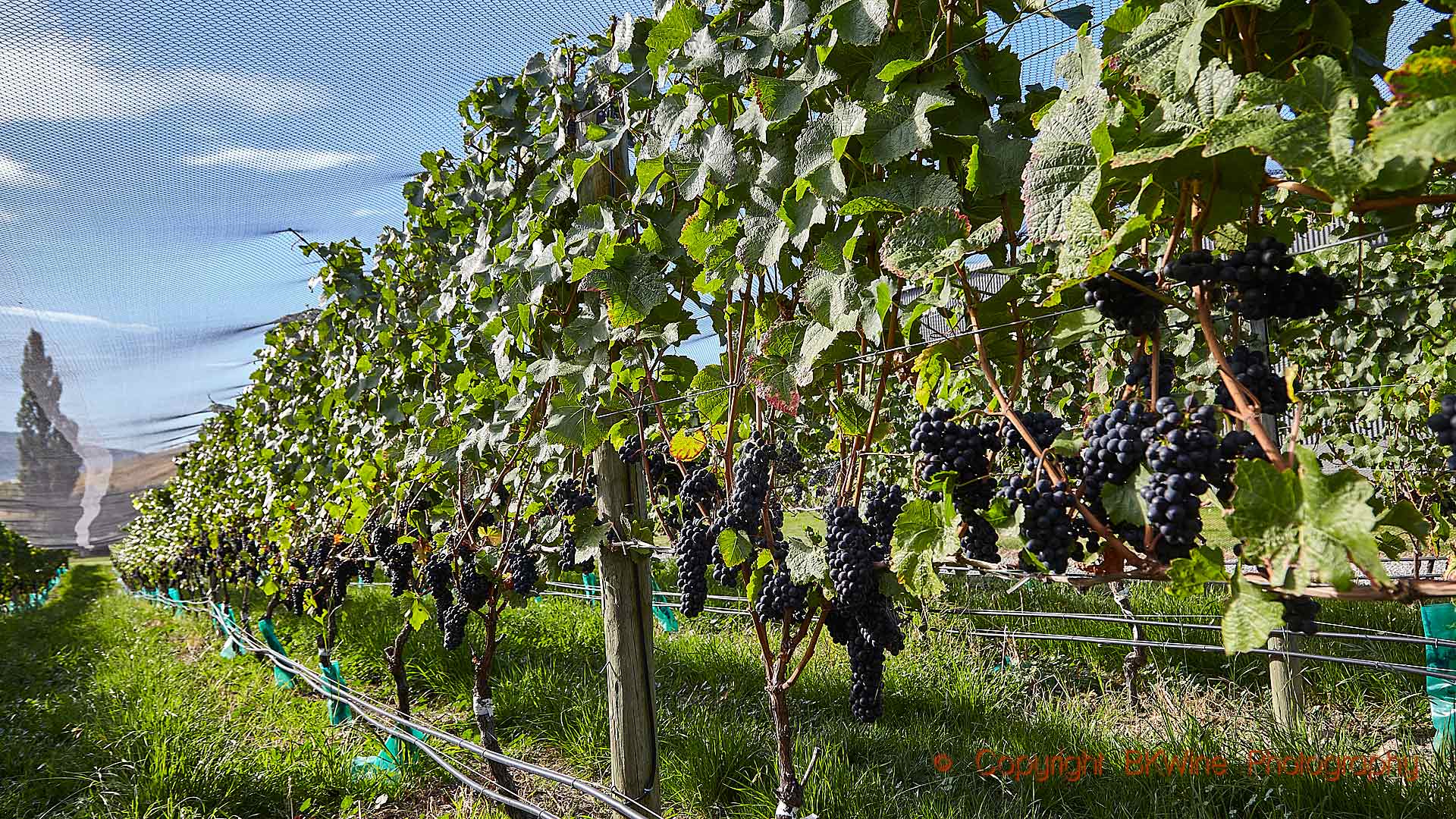 Pinot noir ready for harvest under bird netting