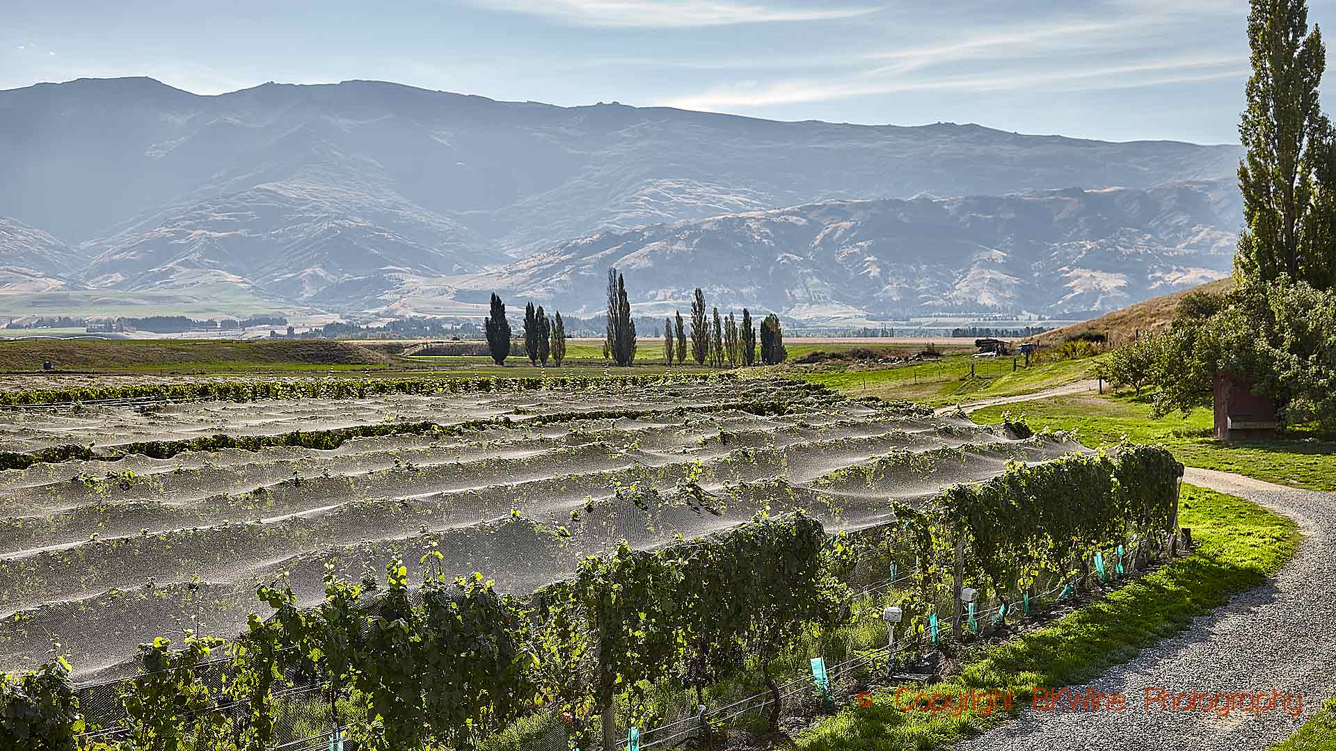 A riesling vineyard under bird netting