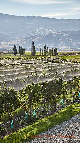 A riesling vineyard under bird netting