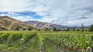 Vineyards and mountains in Central Otago