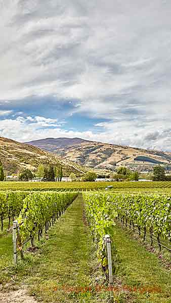 Vineyards and mountains in Central Otago