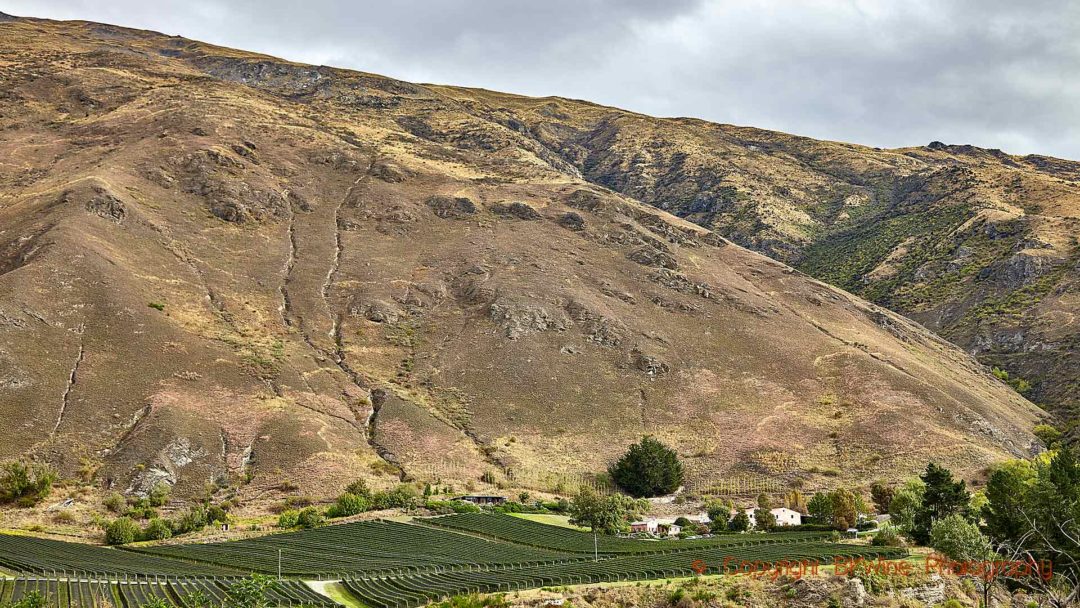 A dramatic vineyard landscape in Central Otago