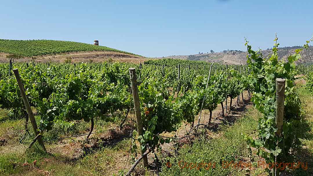 Casa Marin vineyards in San Antonio, Chile