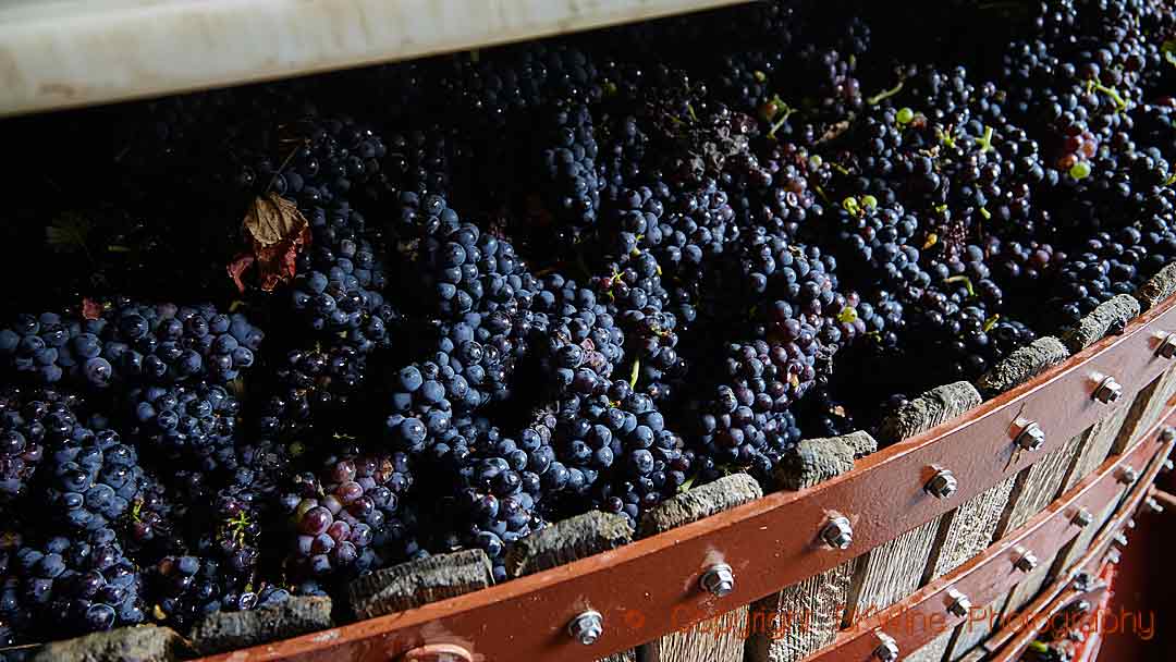Pressing pinot noir in Champagne